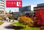 York University Scholarships Fully Funded | How to Apply